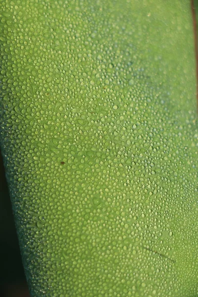 Kropla Wody Tropikalnym Liściu Palmy Bananowej Ciemnozielone Liście Tło Natury — Zdjęcie stockowe