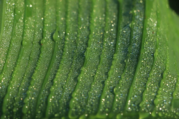 Gota Água Folha Palmeira Banana Tropical Folhagem Verde Escura Fundo — Fotografia de Stock