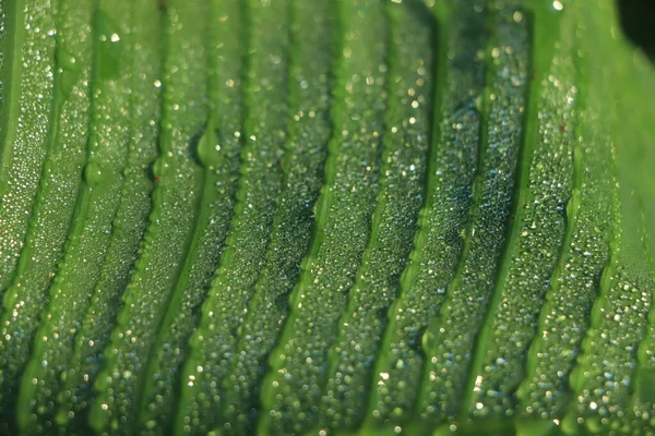 Green Banana Leaf Water Drop — Stock Photo, Image