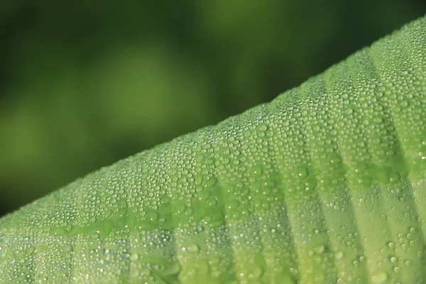 Closeup Σταγόνα Νερό Στο Φύλλο Πράσινο Νωπών Μπανανών — Φωτογραφία Αρχείου