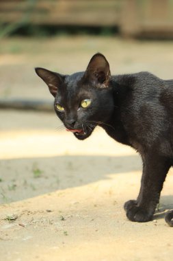 Kara kedi, yaklaş, yürü.