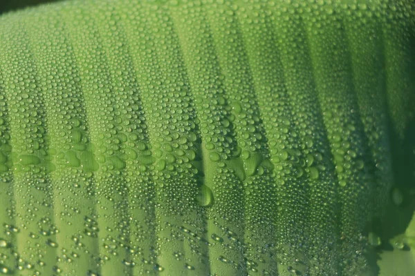 Green Banana Leaf Water Drop — Stock Photo, Image