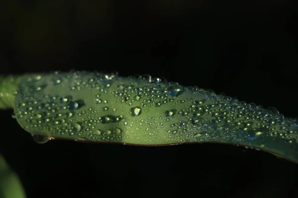 Water Drop Banana Leaf — Stock Photo, Image