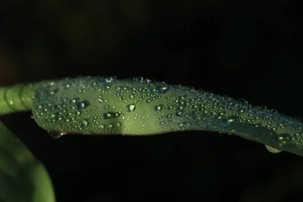 雨水滴在香蕉树叶子上 — 图库照片