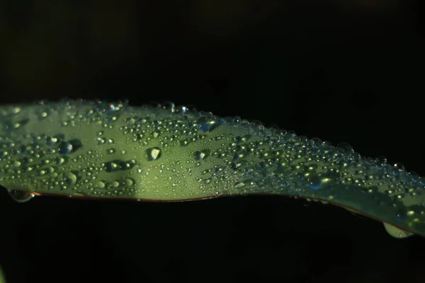Banana Leaves Rainwater Backgrounds Water Drops Banana Leaf — Stock Photo, Image