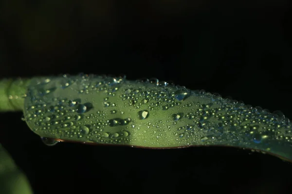 水滴のついたバナナの葉 — ストック写真