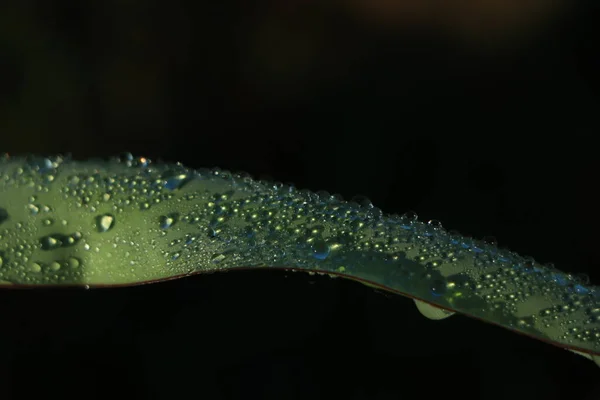 Abstrakt Suddig Bakgrund Vattendroppar Banan Blad Grön Färg Ovanifrån — Stockfoto