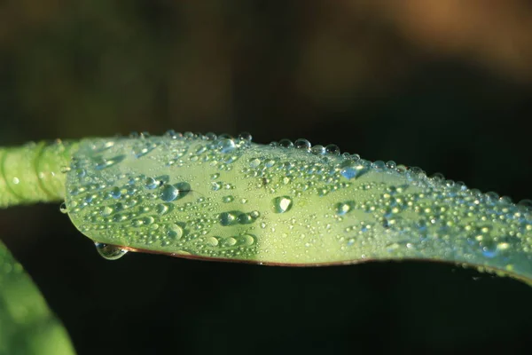 香蕉叶有雨水作背景 香蕉叶上有水滴 有活力 — 图库照片