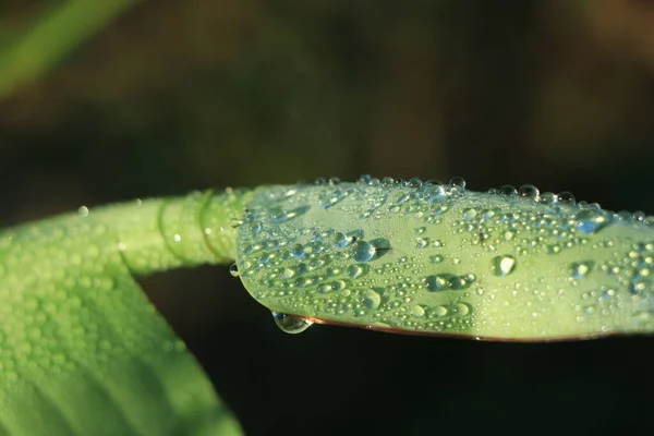 Closeup Banana Leaf Texture — Stock Photo, Image