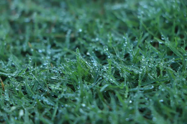 Saftiges Sattgrünes Gras Auf Der Wiese Mit Wassertautropfen Morgenlicht Frühlingssommer — Stockfoto