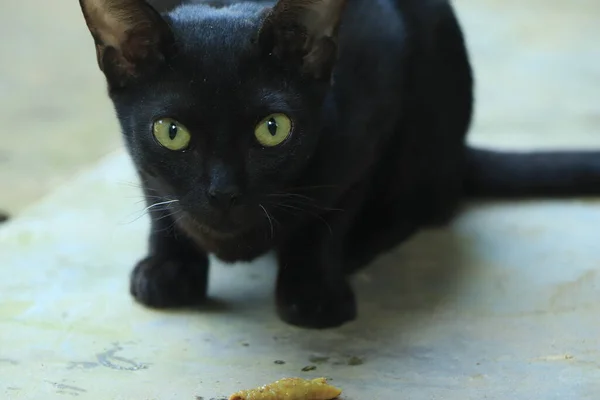Black Cat Looking Straight Camera — Stock Photo, Image