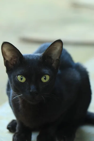 Μαύρη Γάτα Μαύρο Φόντο Έντονα Κίτρινα Μάτια — Φωτογραφία Αρχείου