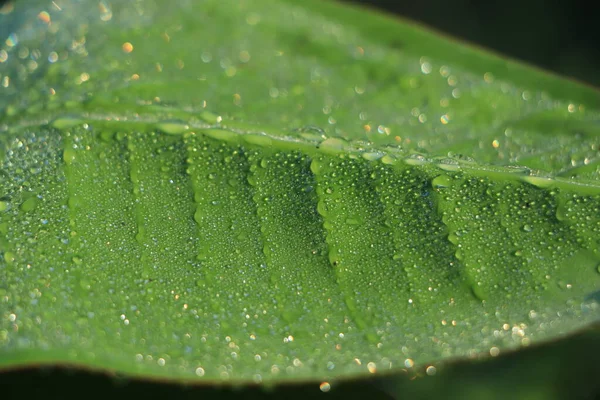 Banana Leaf Water Droplets — Stock Photo, Image