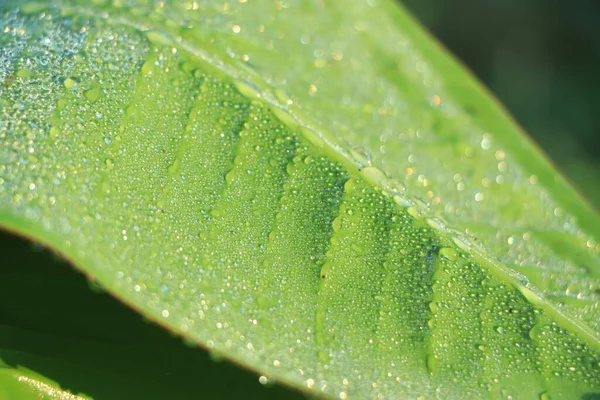 Banana Leaf Med Vattendroppar — Stockfoto