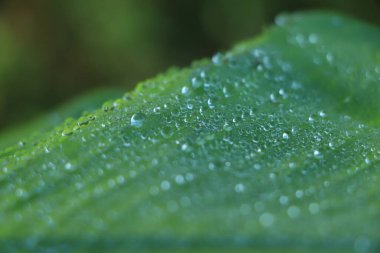 Tropikal muz yaprağı üzerinde bir damla su, koyu yeşil yeşillik, doğa arka plan