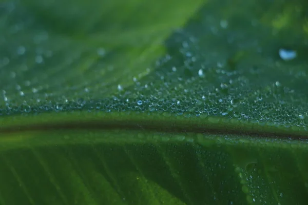 热带香蕉棕榈叶上的水滴 深绿色叶子 自然背景 — 图库照片