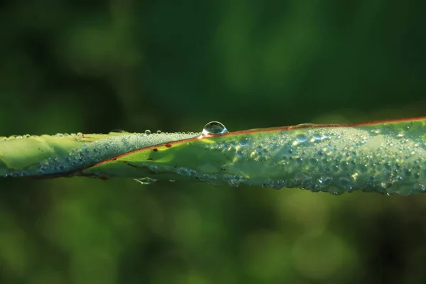 Wassertropfen Auf Tropischem Bananenblatt Dunkelgrünes Laub Naturhintergrund — Stockfoto