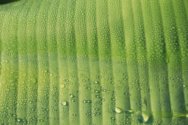Зеленый Банановый Лист Каплей Воды — стоковое фото