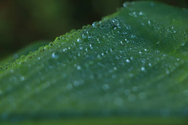 Druppel Water Tropisch Bananenpalmblad Donkergroen Blad Natuur Achtergrond — Stockfoto