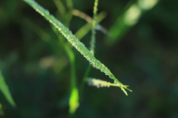 Daggdroppar Risplantornas Blad Morgonsolen Naturlig Bakgrund — Stockfoto