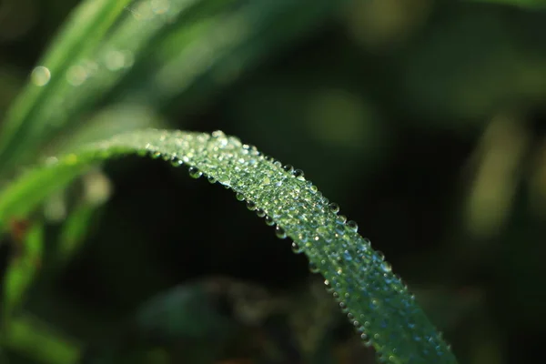 Dew Drops Atmosphere Morning Air Feels Fresh Warm Morning Sunlight — Stock Photo, Image