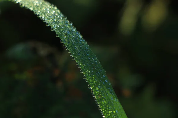 Dew Drop Rice Leaf — Stock Photo, Image