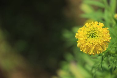 Güzel portakal kadife çiçeği (Tagetes erecta marigold, Meksika marigold, Aztek ya da Afrika kadife çiçeği) bahçede çiçek açan bulanık doğa arka planına sahip çiçek tarlası..