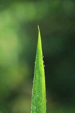 Çimenlerin üzerine güzel su damlaları düşer güneş ışığında doğaya yakın çekim makrosu. Taze, sulu yeşil çimenler, sabah çiğ taneleri, açık havada.