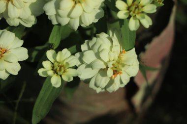 Bahçede açan beyaz zinnia çiçeği