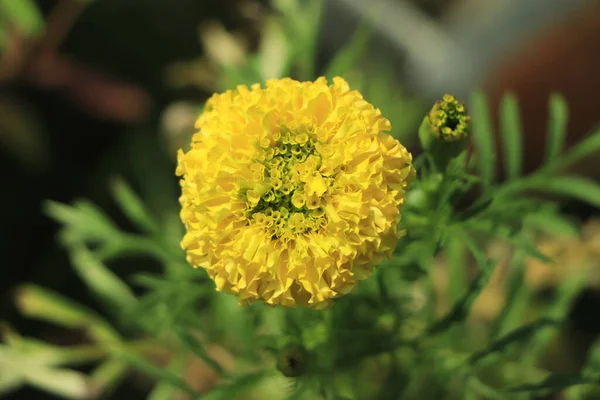 Zbliżenie Piękny Żółty Kwiat Nagietka Tagetes Erecta Meksykański Marigold Aztecki — Zdjęcie stockowe