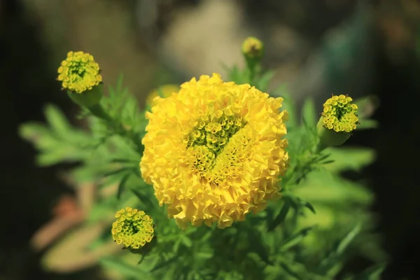 Primer Plano Hermosa Flor Caléndula Amarillo Naranja Tagetes Erecta Caléndula —  Fotos de Stock