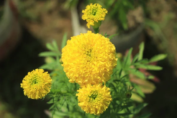 Flores Amarillas Caléndula Cerca Parque —  Fotos de Stock