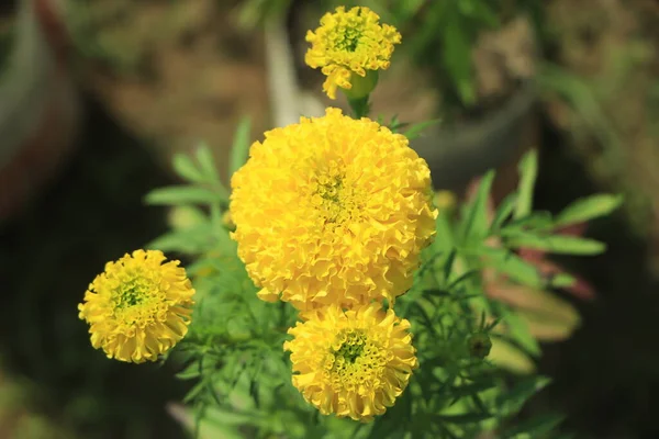 Żółty Marigold Kwiaty Bliska Parku — Zdjęcie stockowe