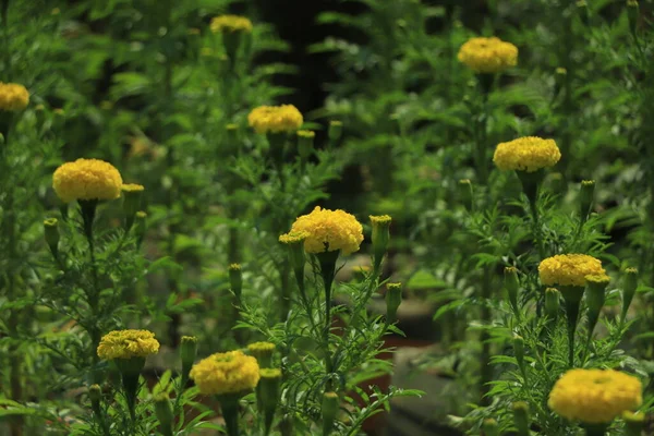 Yellow Marigolds flower (Tagetes erecta, Mexican marigold, Aztec marigold, African marigold)