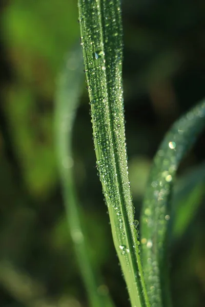 Fresh Morning Dew Rice Leaf — Stock Photo, Image