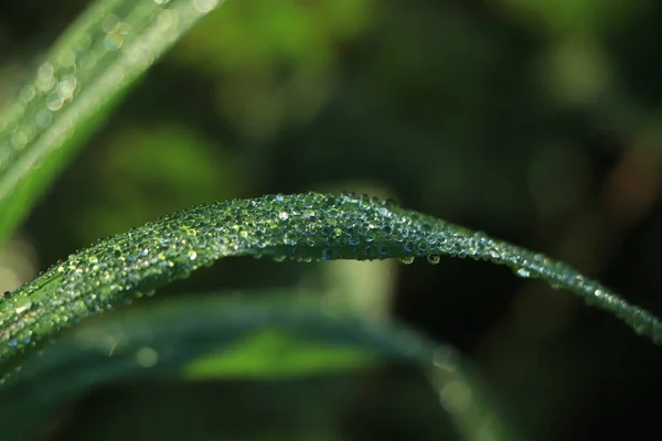Dew Drops Atmosphere Morning Air Feels Fresh Warm Morning Sunlight — Stock Photo, Image