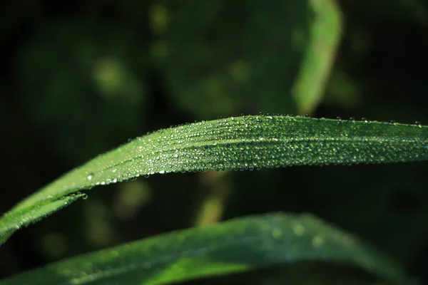 Krople Deszczu Zielonych Długich Liściach — Zdjęcie stockowe