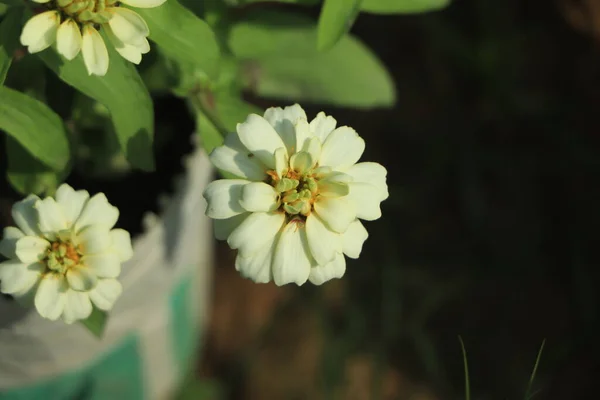 White Zinnia Flower Blooming Garden — Stock Photo, Image