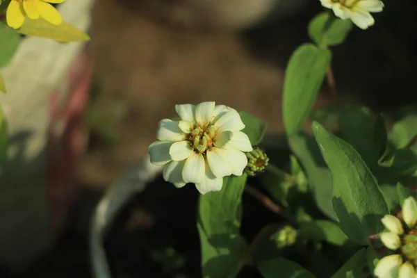 Beautiful White Zinnia Flower Blooming Garden — Stock Photo, Image