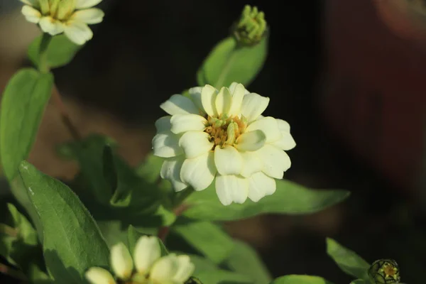 Bahçede Açan Güzel Beyaz Zinnia Çiçeği — Stok fotoğraf