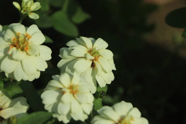 Weiße Zinnia Blume Blüht Garten — Stockfoto