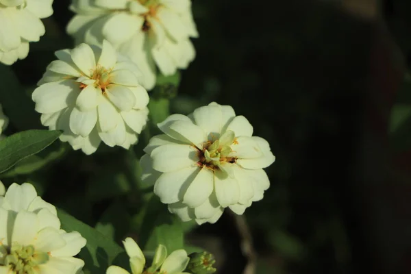 庭に咲く白いジンニアの花 — ストック写真
