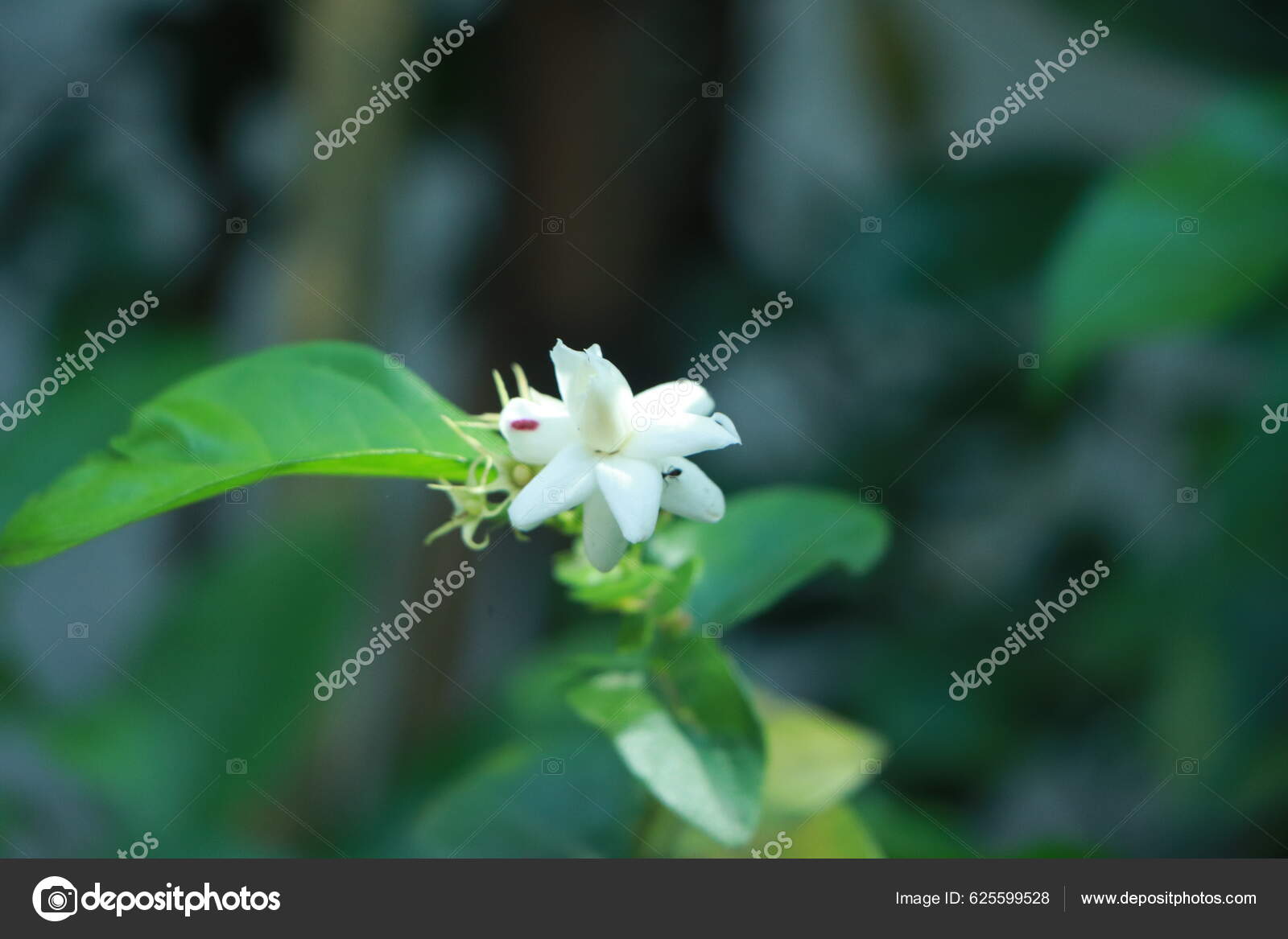 White Jasmine Petals Overlapping Thai Jasmine White Double Petal