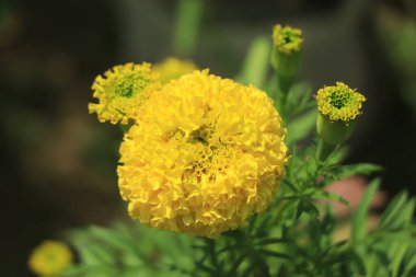 Bahçedeki güzel Marigold çiçek desenini kapat..