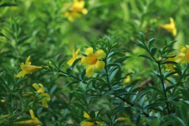 Allamanda, Allamanda, Allamanda, Golden trompet, Yellow bell (Allamanda Cathartica) 'nın taze sarı çiçekleri tropikal çiçek bahçesindeki ağaçta çiçek açıyor.