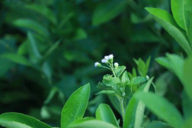 Yasemin çiçeği (Jasminum officinale), yeşil yaprakları arka plan ile çiçeklenme