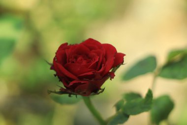 rosa roja florece en el jardín