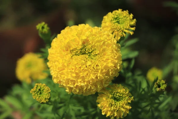 Żółte Pomarańczowe Kwiaty Nagietka Tagety Rozkwicie — Zdjęcie stockowe
