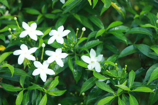 茉莉花茉莉花 Jasminum Sambac 是一种茉莉花 原产于亚洲热带地区 从印度次大陆到东南亚 — 图库照片