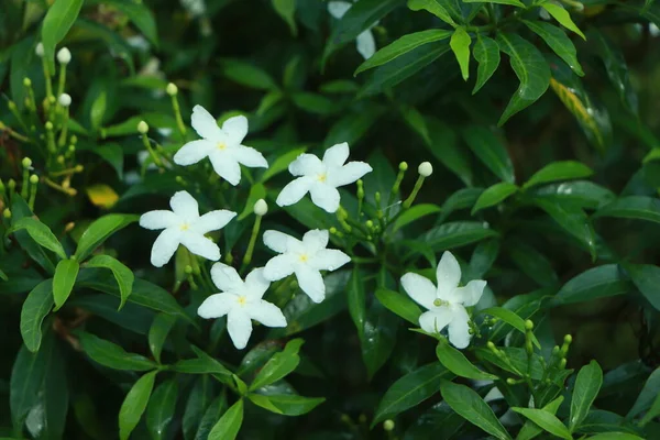 Kwiat Jaśminu Jasminum Officinale — Zdjęcie stockowe